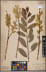 Foto von Salix daphnoides Vill.